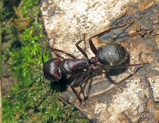 Camponotus japonicus