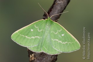 Thetidia smaragdaria