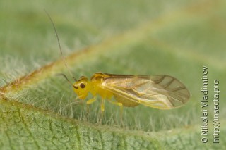 Caeciliusidae