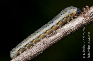 Личинка  Abia fasciata