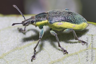 Имаго  (Chlorophanus viridis)
