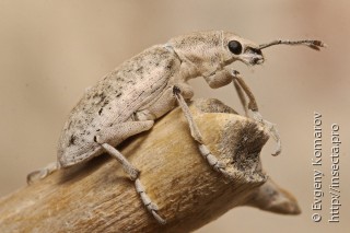 Megamecus argentatus