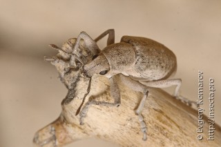 Megamecus argentatus