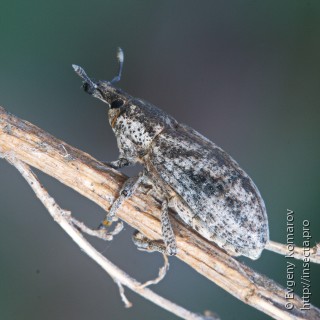 Cyphocleonus trisulcatus