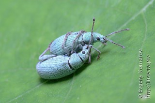 Самец и самка  Phyllobius virideaeris