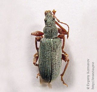 Phyllobius jacobsoni