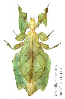 Phylliidae