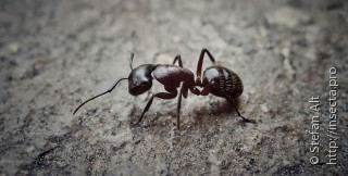 Имаго  Camponotus ligniperda