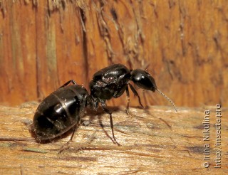 Самка  Camponotus sachalinensis