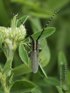 Agapanthia maculicornis