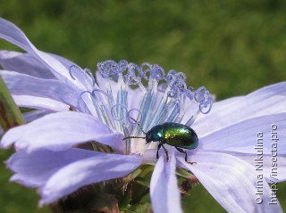 Chrysomelidae