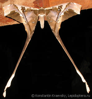 Copiopteryx semiramis