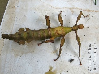Самка  Extatosoma tiaratum