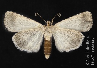 Autophila gracilis