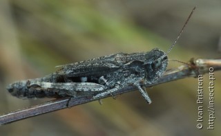 Chorthippus macrocerus
