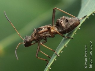 Megalotomus ornaticeps