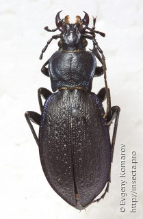 Самка  Carabus saphyrinus
