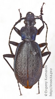 Carabus agnatus