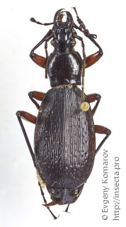 Самец  Carabus adelphus