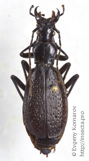 Самка  Carabus adelphus