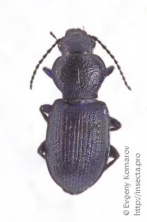Chilotomus