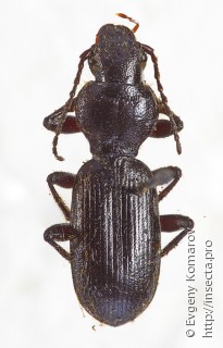 Eocarterus semenowi