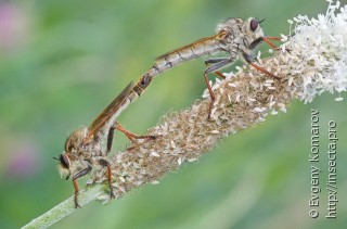 Самец и самка  Echthistus rufinervis