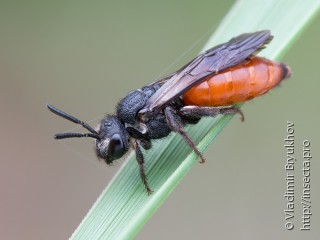 Самка  Sphecodes albilabris