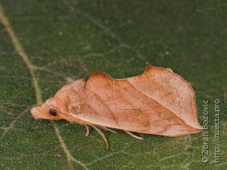 Calyptra thalictri