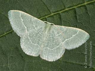 Phaiogramma etruscaria