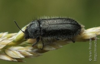 Enicopus pilosus