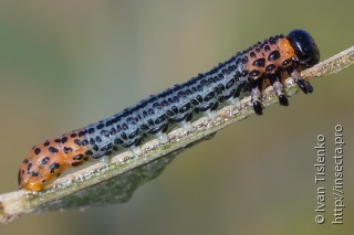 Личинка  Nematus salicis