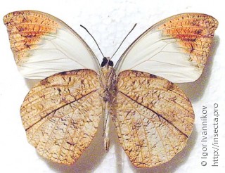 Hebomoia glaucippe