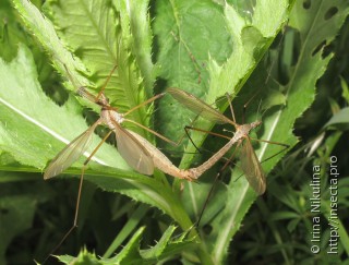 Самец и самка  Tipula paludosa