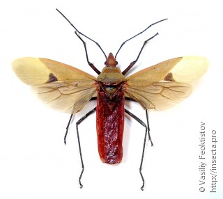 Dysdercus fuscomaculatus