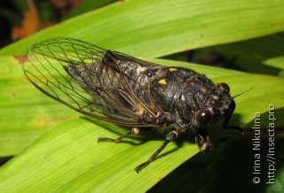 Имаго  Cicadetta yezoensis