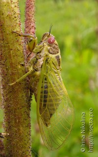 Имаго  Cicadetta pellosoma