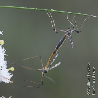 Самец и самка  Idioptera linnei