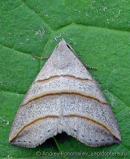 Colobochyla salicalis