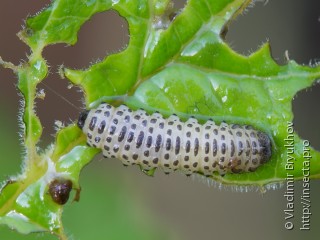 Личинка  Pyrrhalta viburni