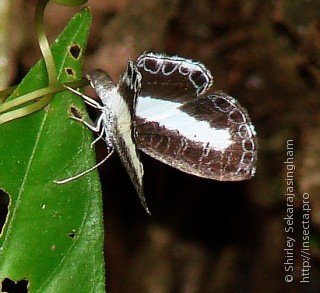 Nymphidium baeotia