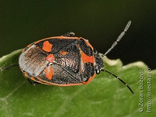 Eurydema oleracea