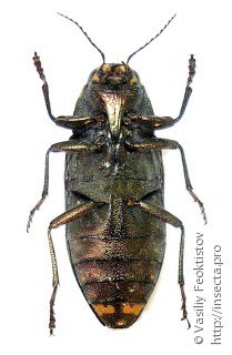 Имаго  (Buprestis haemorrhoidalis)
