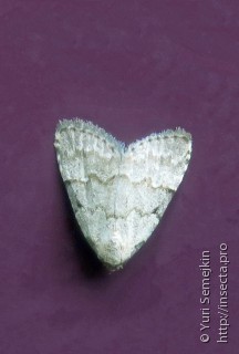 Имаго  Mimachrostia fasciata