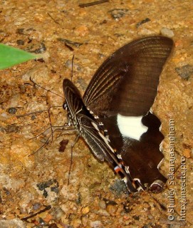 Papilio noblei