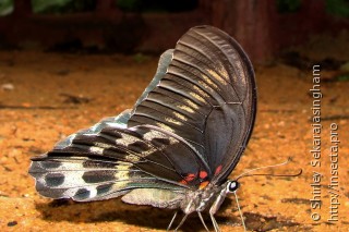 Papilio polymnestor parinda