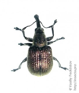 Имаго  (Involvulus cupreus)