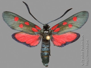 Самец  (Zygaena angelicae)
