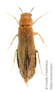 Самка  (Hylecoetus dermestoides)
