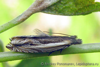 Имаго  (Ancylis apicella)